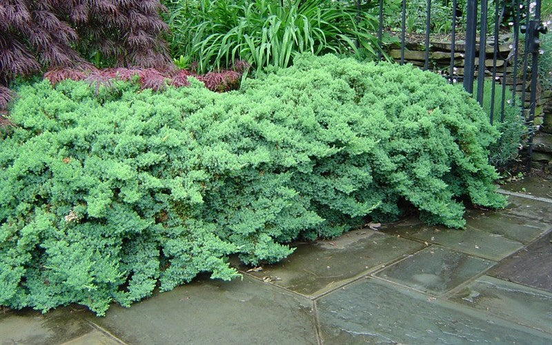 'Nana' Garden Juniper (Juniperus procumbens) - 3 Gallon Potted Shrub