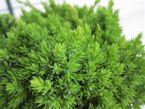 'Nana' Garden Juniper (Juniperus procumbens) - 3 Gallon Potted Shrub