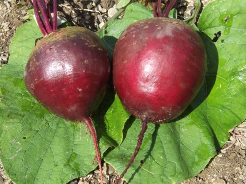 OSC German Lutz Beet Seeds (Aimers International) - Packet