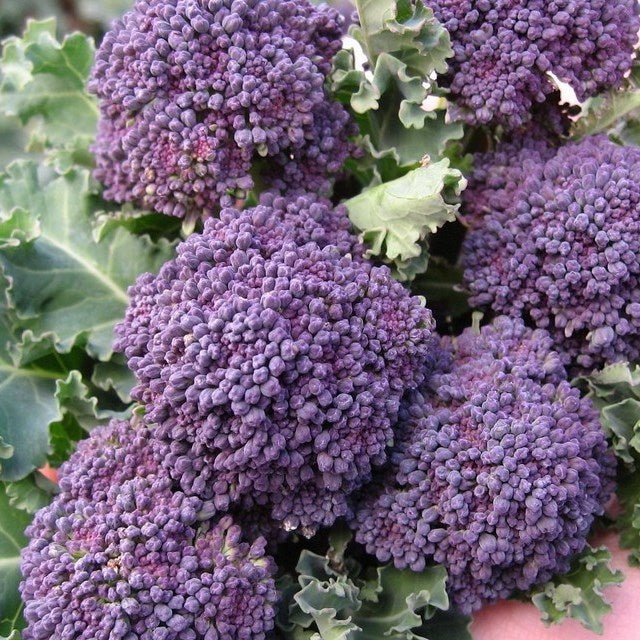OSC Early Purple Sprouting Broccoli Seeds (Aimers International) - Packet