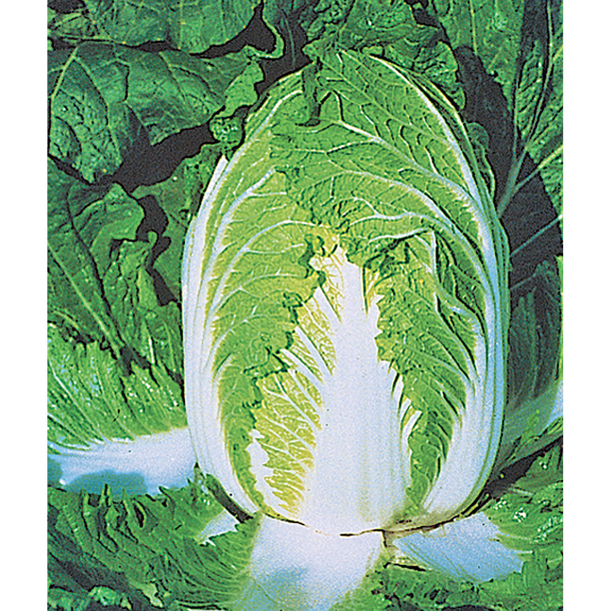 OSC China Express Hybrid Cabbage Seeds (Aimers International) - Packet