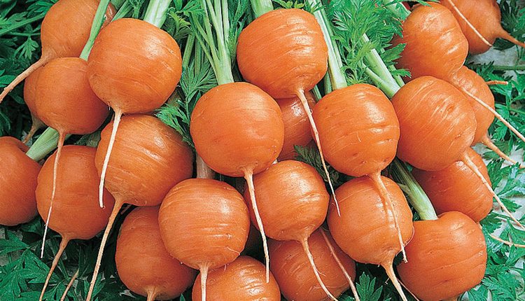OSC Parisian Carrot Seeds (Aimers International) - Packet