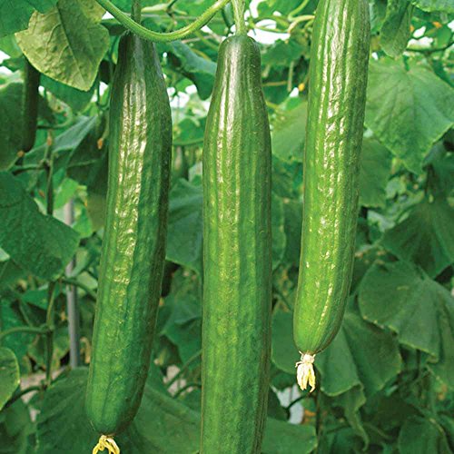 OSC  Early Spring Burpless Hybrid Cucumber Seeds (Aimers International) - Packet
