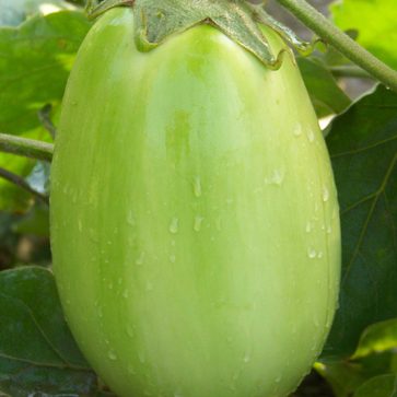 OSC Green Punjab Eggplant Seeds (Aimers International) - Packet