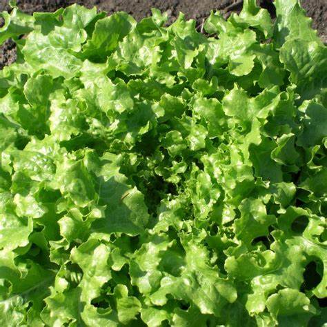 OSC Green Ice Lettuce Seeds (Aimers International) - Packet