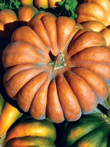 OSC Musquee de Province Pumpkin Seeds (Aimers International) - Packet
