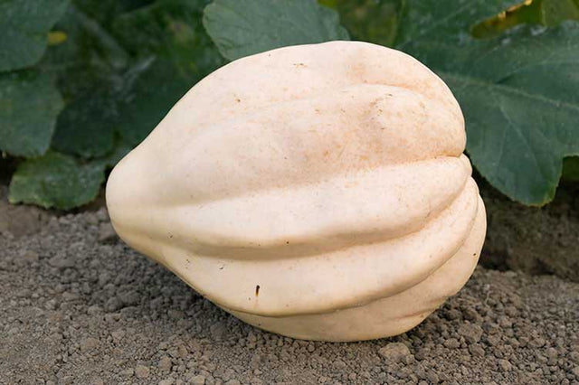 OSC Cream of The Crop Squash Seeds (Aimers International) - Packet