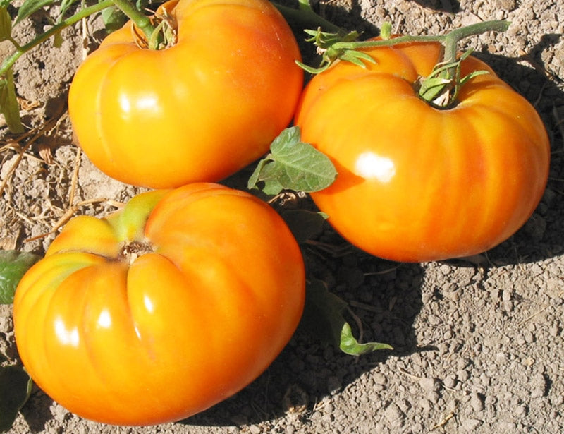 OSC  Big Rainbow Tomato Seeds (Aimers International) - Packet
