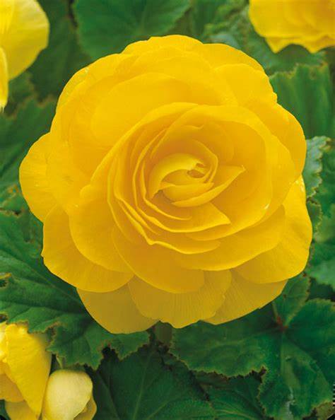 Camelia Yellow Double Begonia - 1 Bulb/Pkg