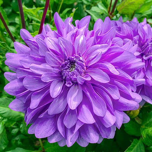 Decorative 'Bluetiful' Dahlia - 1 Bulb/Pkg