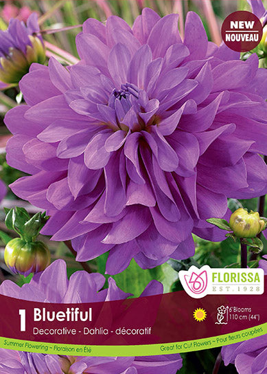 Decorative 'Bluetiful' Dahlia - 1 Bulb/Pkg