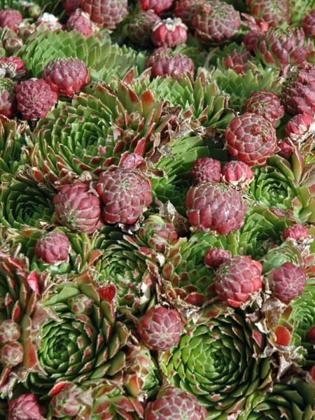 Sempervivum 'Red Beauty' (Hens and Chicks) - 4" Potted Perennial