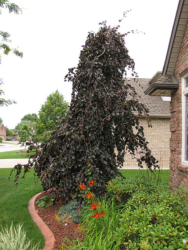 Purple Fountain Beech (Fagus sylvatica 'Purple Fountain') - 15 Gallon Potted Tree