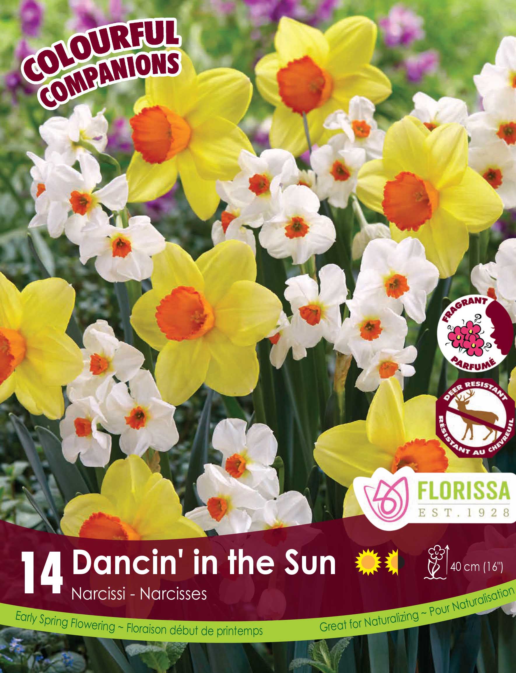 Florissa 'Dancin in the Sun' Narcissus - 14 Bulbs/Pkg