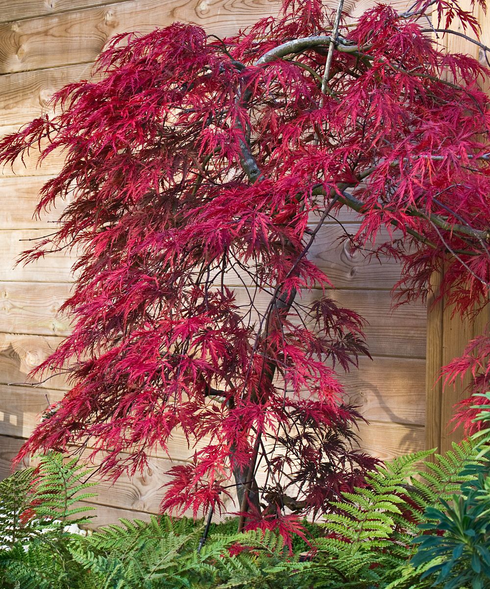 Acer palmatum 'Tamukeyama' (Japanese Maple) - 5 Gallon Potted Tree
