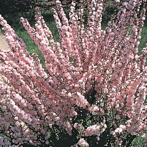 Dwarf Flowering Almond (Prunus glandulosa) - 50cm- 5 Gallon Potted Shrub