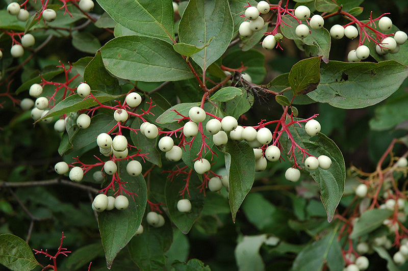 Gray Dogwood  (Cornus racemosa) - 2 Gallon Potted Shrub