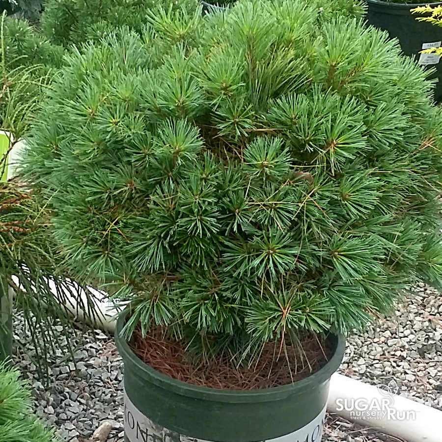 Blue Shag White Pine (Pinus strobus 'Blue Shag') - 3 Gallon Potted Shrub