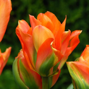 Florissa 'Disneyland Paris' Tulip - 6 Bulbs/Pkg