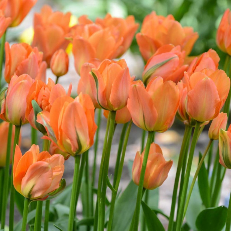 Florissa 'Disneyland Paris' Tulip - 6 Bulbs/Pkg