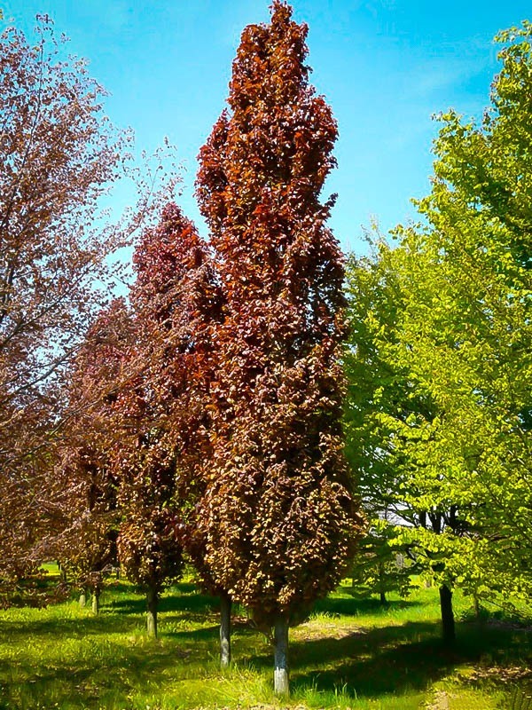 Red Obelisk Beech  (Fagus sylvatica 'Red Obelisk') - 10 Gallon Potted Tree
