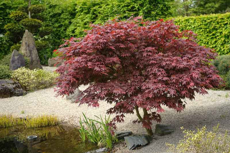 Acer palmatum 'Bloodgood' (Japanese Maple) - 10 Gallon Potted Tree