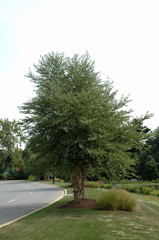 Dura Heat River Birch (clump)  Betula nigra  - 10 Gallon Potted Tree