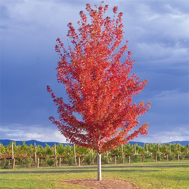 Maple Autumn Blaze - 7 Gallon Potted Tree
