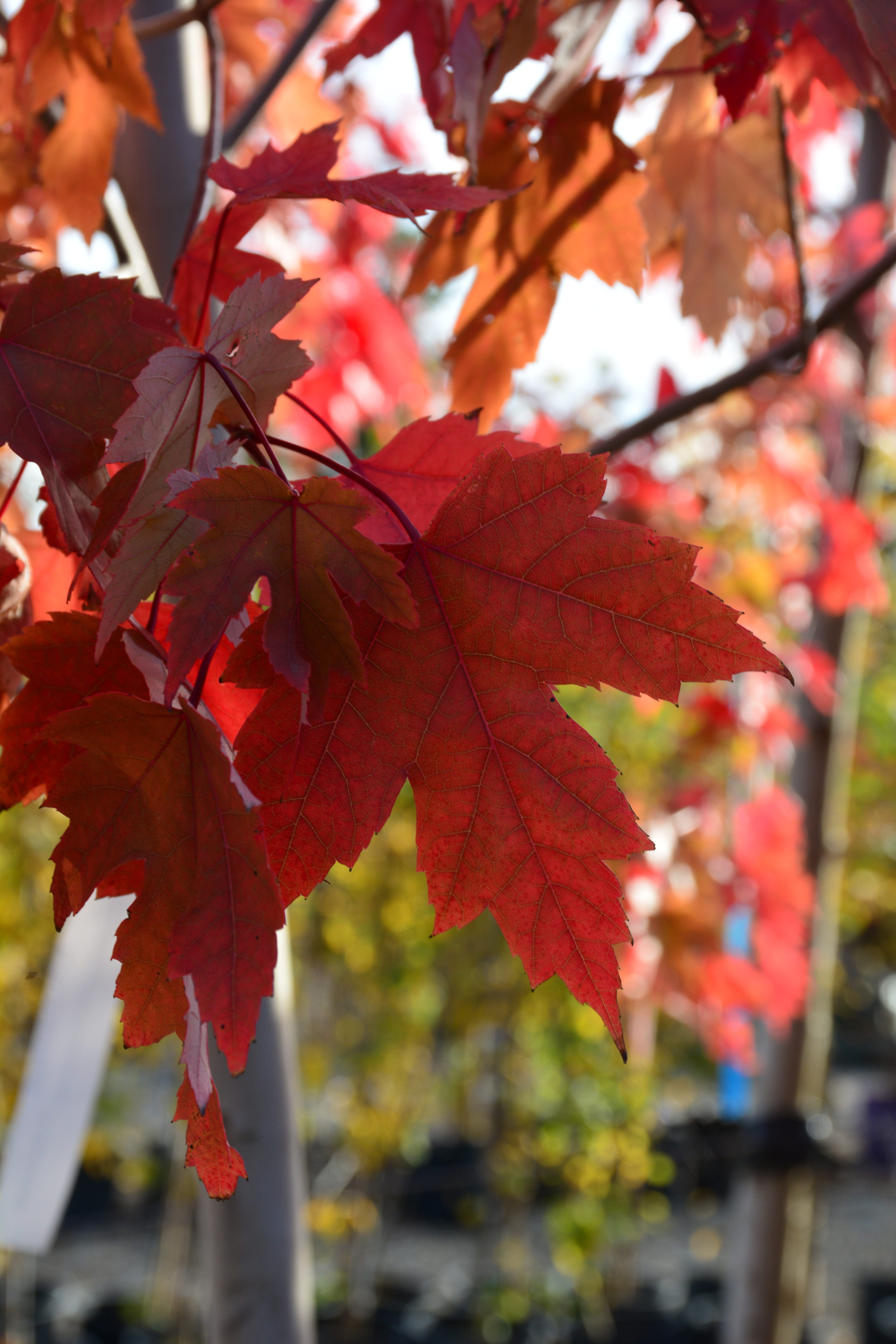 Maple Autumn Blaze - 7 Gallon Potted Tree