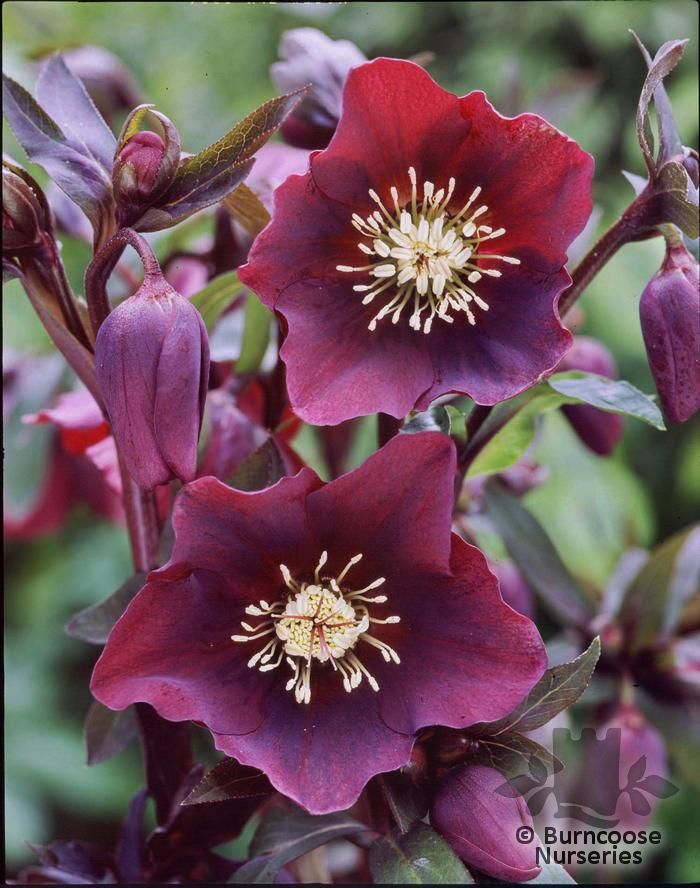Blue Lady Hellebore - 1 Gallon Potted Perennial