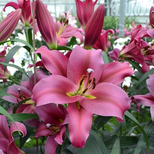 Tabledance Oriental Trumpet Lily - 2 Gallon Potted Perennial