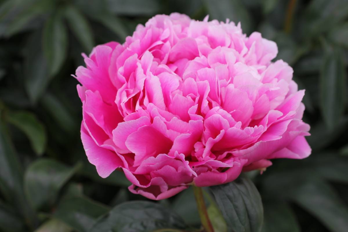 Jacorma Peony - 2 Gallon Potted Perennial