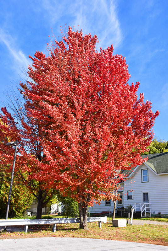 Celebration Maple (Acer x freemanii 'Celebration') - 15 Gallon Potted Trees