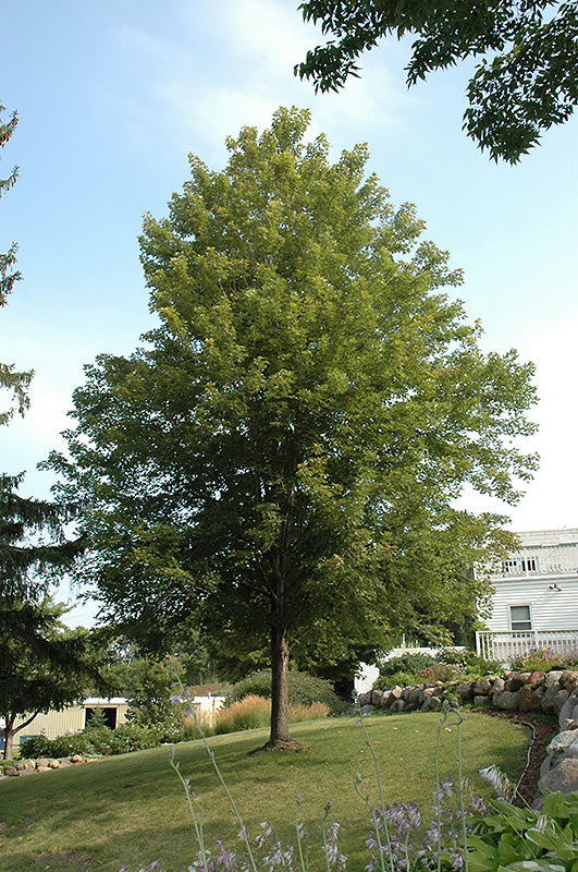 Celebration Maple (Acer x freemanii 'Celebration') - 15 Gallon Potted Trees