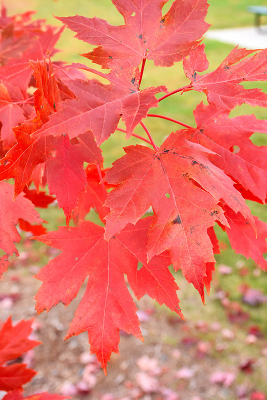 Celebration Maple (Acer x freemanii 'Celebration') - 15 Gallon Potted Trees