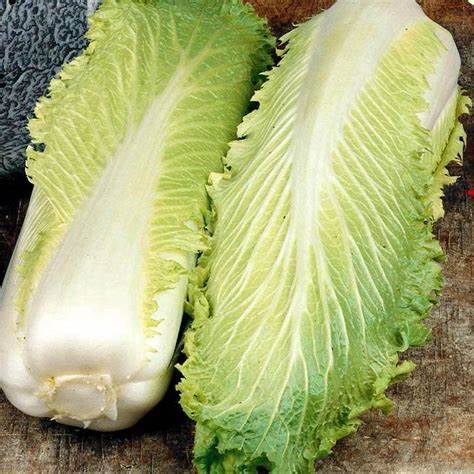 OSC Michihli Cabbage Seeds - Packet