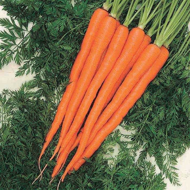 OSC Triton Hybrid Carrot Seeds - Packet