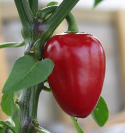 OSC Sweet Pimento or Heart Shaped Pepper Seeds - Packet
