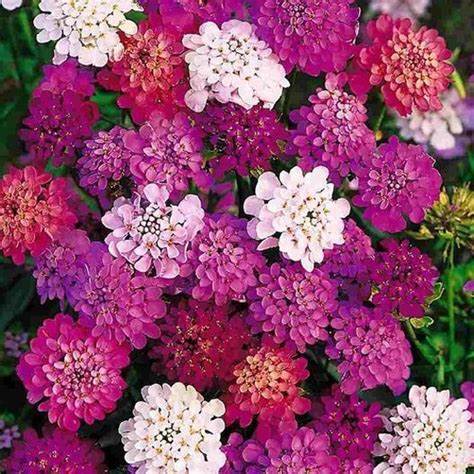 OSC Fairy Mixed Candytuft Seeds - Packet