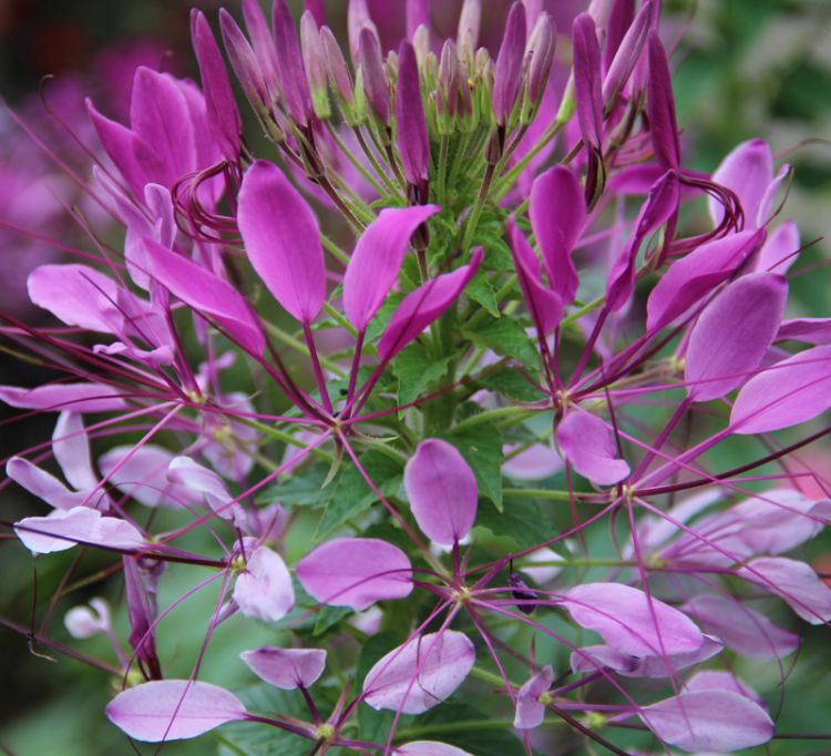 OSC Pink Queen Cleome Seeds - Packet