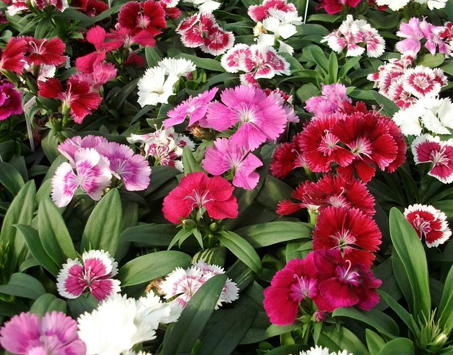 OSC Double Mixed Dianthus Seeds (Chinese Annual Pink Type) - Packet