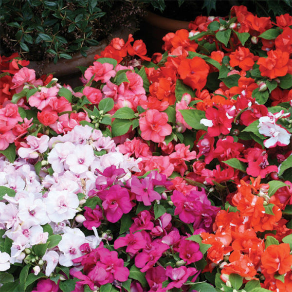 OSC Choice Mixed Impatiens Seeds (Dwarf Bedding Type) - Packet