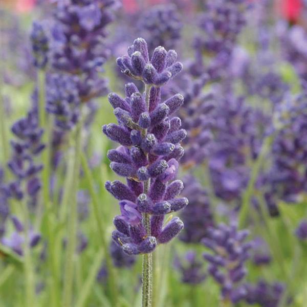 OSC Vincenza Blue Lavender Seeds - Packet