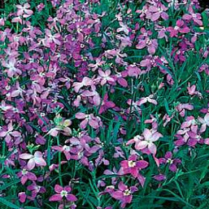 OSC Evening Scented Stocks Seeds - Packet
