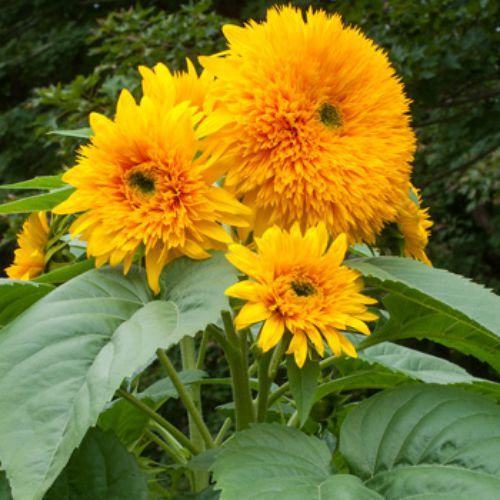 OSC Tall Sungold Sunflower Seeds - Packet