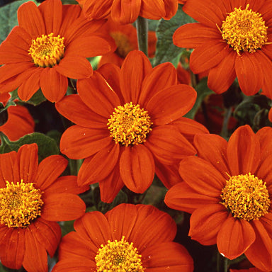 OSC Torch Tithonia Seeds Packet