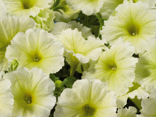 OSC Celebrity Yellow Petunia Seeds - Packet