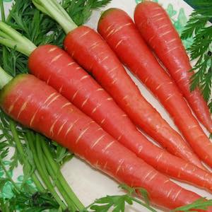 William Dam RedSun Hybird Carrot Seeds - Packet