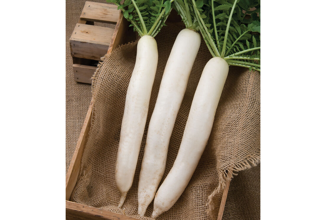 William Dam Winter Radish, Summer Cross No 3 Hybrid - Packet