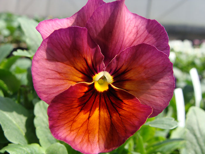 William Dam Nature Mulberry Shades Hybrid Pansy - Packet